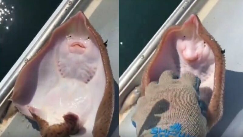 Cekricek.id – Kamu mungkin pernah melihat video ikan pari di kapal nelayan yang banyak beredar di media sosial. Sama seperti manusia, hewan laut yang betuknya lebih pipih dan lebar itu menampilkan ekspresi seperti sedang tertawa saat seseorang mencoba menggelitik perutnya.