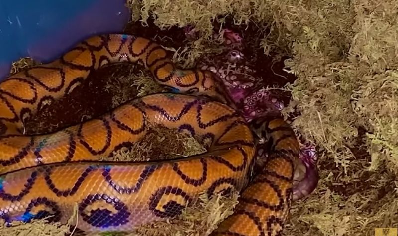 Haru Namun Menakutkan, Begini Cara Unik Sejumlah Hewan Melahirkan Anaknya 6 Cekricek.id, Objek Wisata - Ada sejumlah cara unik hewan melahirkan anaknya. Walau hal tersebut merupakan momen yang haru dan menakutkan