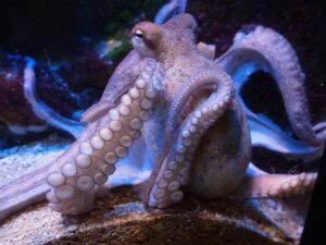 Cekricek.id, Objek Wisata - Ada sejumlah cara unik hewan melahirkan anaknya. Walau hal tersebut merupakan momen yang haru dan menakutkan