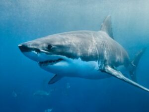 Cekricek.id, Objek Wisata - Ada berbagai alasan yang menyebabkan sejumlah ilmuwan yakin jika hiu megalodon sampai kini masih hidup.