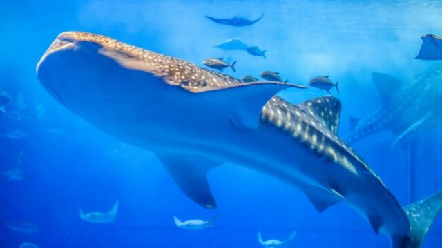 Cekricek.id, Portal Islam - Ternyata ada ikan yang dikabarkan akan hidup sampai akhir zaman nanti. Bahkan ada dalam cerita dua kisah nabi