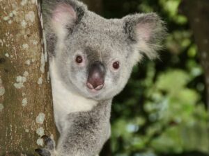Cekricek.id, Objek Wisata - Koala memiliki tampilan wajah yang begitu lucu. Tapi tersimpan sejumlah fakta menarik tentang hewan berkantung