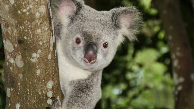 Cekricek.id, Objek Wisata - Koala memiliki tampilan wajah yang begitu lucu. Tapi tersimpan sejumlah fakta menarik tentang hewan berkantung