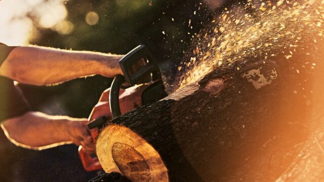 Cekricek.id - Gergaji mesin alias chainsaw adalah salah satu barang barang yang hampir selalu ada di film-film horor. Adegan pembunuhan dengan alat yang satu ini sukses menjadi tontonan mengerikan yang akan membuat bulu berdiri. Penanda adegan mengerikan itu terletak pada bunyi mesinnya yang besar dan menakutkan.