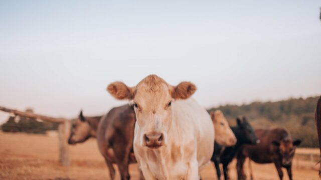 Cekricek.id, Portal Islam – Al-baqarah secara harfiah artinya sapi betina. Surat yang terdapat dalam Al-Qur’an ini dinamakan demikian karena di dalamnya terdapat kisah tentang penyembelihan sapi betina yang diperintahkan oleh Allah SWT kepada Bani Israil.