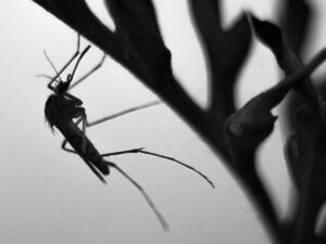 Cekricek.id, Portal Islam – Termasuk nyamuk, ada banyak hewan lain yang disebutkan sebagai perumpaan oleh Allah SWT di dalam Al-Qur’an. Hal tersebut bertujuan agar manusia bisa bertafakur bahwa ada banyak makhluk lain yang diciptakan oleh Allah SWT dan mereka semua memiliki hikmahnya masing-masing.