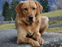 Cekricek.id, Berita Viral - Ada sebuah kisah unik mengenai anjing yang terperangkap di pohon sampai berubah menjadi sebuah mumi