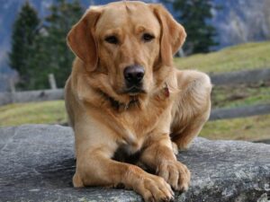 Cekricek.id, Berita Viral - Ada sebuah kisah unik mengenai anjing yang terperangkap di pohon sampai berubah menjadi sebuah mumi