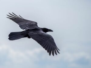 Cekricek.id, Objek Wisata - Ternyata burung gagak termasuk jenis hewan yang tergolong cerdas. Tapi mungkin tidak semua orang tahu