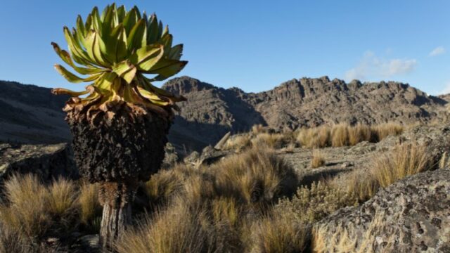 Cekricek.id, Objek Wisata - Ada sebuah tanaman unik di puncak Kilimanjaro bernama tanaman groundsel raksasa, sampai tinggi 20 meter