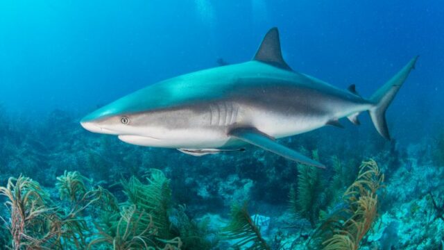 Cekricek.id, Objek Wisata - Ada sejumlah ahli yang menyebut jika Megalodon punah karena hiu putih, benarkah kenyataannya demikian?