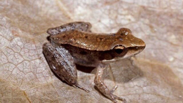 Cekricek.id, Berita Viral - Masih banyak orang tidak mengetahui sejumlah fakta menarik terkait katak kayu Alaska, bangkit dari kematian