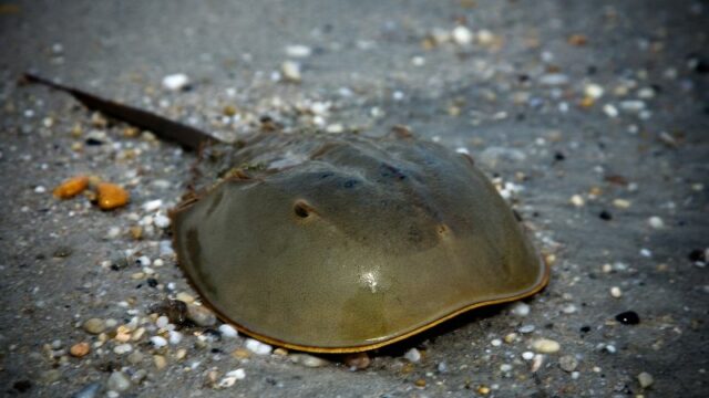 Cekricek.id, Berita Viral - Tak ada yang menyangka jika ternyata kepiting tapal kuda termasuk dalam jenis kepiting unik serta langka.