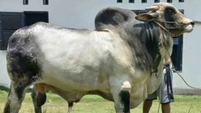 Berita Riau: Sapi Kurban Jokowi di Riau Seberat 906 Kg, Begini Penampakannya