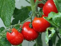 Mahkamah Agung Memutus Status Tomat, Buah Atau Sayur?