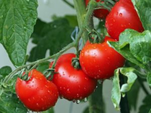 Mahkamah Agung Memutus Status Tomat, Buah Atau Sayur?