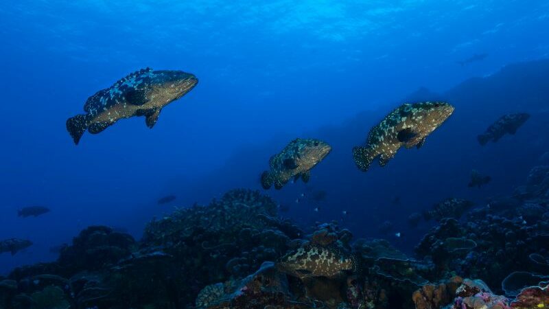 KKP Mendorong Produksi Ikan Kerapu Cantang Berkualitas melalui Program Bantuan Benih