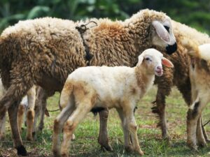 Berita Padang terbaru: Pastikan Tata Cara Berkurban Pemko Padang Kumpulkan 250 Pengurus Masjid