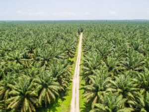 550 Hektar Lahan Sawit Petani di Pesisir Selatan Mendapat Bantuan Peremajaan Sawit Rakyat (PSR), Per Hektar Mendapat Rp30 Juta