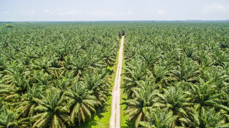 550 Hektar Lahan Sawit Petani di Pesisir Selatan Mendapat Bantuan Peremajaan Sawit Rakyat (PSR), Per Hektar Mendapat Rp30 Juta