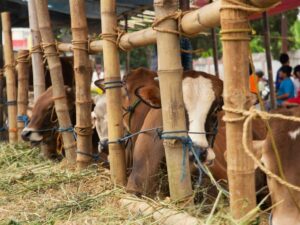 Menghindari PMK, Begini Aturan Lalu Lintas Hewan dan Produk Hewan Selama Idul Adha