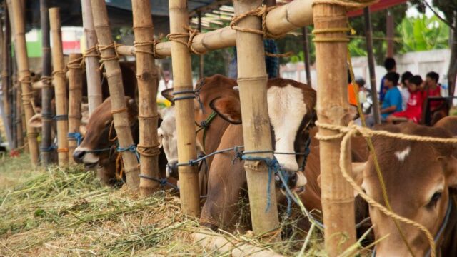 Menghindari PMK, Begini Aturan Lalu Lintas Hewan dan Produk Hewan Selama Idul Adha