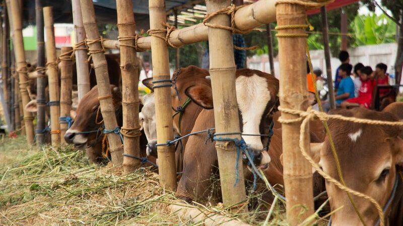 Menghindari PMK, Begini Aturan Lalu Lintas Hewan dan Produk Hewan Selama Idul Adha