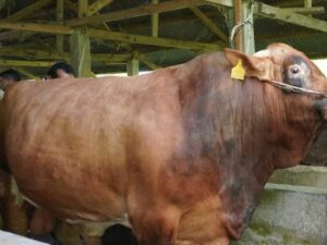 Sapi Kurban Jokowi di Sumbar Dibeli di Padang Panjang, Beratnya Lebih dari 1 Ton