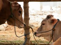 Penyembelihan Hewan Kurban di Padang Panjang Dominan Dilakukan pada Kamis, 29 Juni 2023