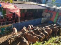 695 Hewan Kurban Disembelih di 89 Lokasi di Padang Panjang