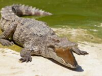 Cekricek.id, Costa Rika, Berita Viral - Pertama kalinya terjadi di dunia sosok buaya betina berhasil hamil tanpa bantuan dari buaya jantan.