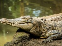 Cekricek.id, Padang, Berita Viral - Kisah pilu bocah diterkam buaya kini menggemparkan daerah Mentawai, Sumatera Barat.