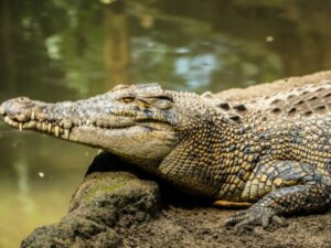 Cekricek.id, Padang, Berita Viral - Kisah pilu bocah diterkam buaya kini menggemparkan daerah Mentawai, Sumatera Barat.