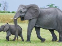 Belasan Ekor Gajah yang Merusak Perkebunan dan Permukiman di Pekanbaru Berhasil Digiring ke Hutan