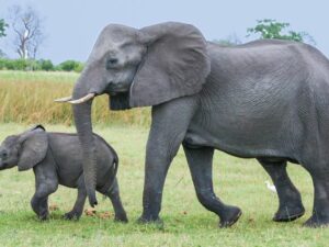 Belasan Ekor Gajah yang Merusak Perkebunan dan Permukiman di Pekanbaru Berhasil Digiring ke Hutan
