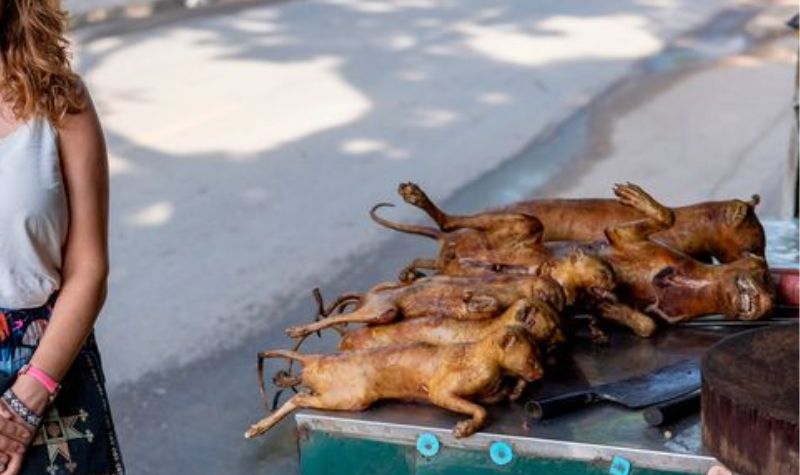 Perdagangan Daging Kucing di Vietnam: Ancaman Kesehatan dan Kekejaman yang Harus Diakhiri