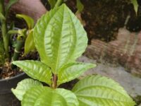 Daun Pohpohan, Lalapan Segar yang Penuh Manfaat bagi Kesehatan