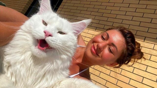 Kefir, Kucing Terbesar di Dunia yang Bisa Membuka Pintu dan Memiliki Ribuan Penggemar