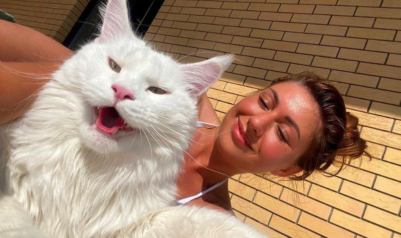 Kefir, Kucing Terbesar di Dunia yang Bisa Membuka Pintu dan Memiliki Ribuan Penggemar