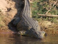 Seorang Warga Inderapura Pesisir Selatan Diterkam Buaya di Sungai Muaro Sakai