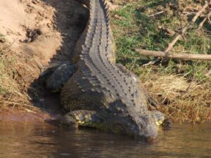 Seorang Warga Inderapura Pesisir Selatan Diterkam Buaya di Sungai Muaro Sakai