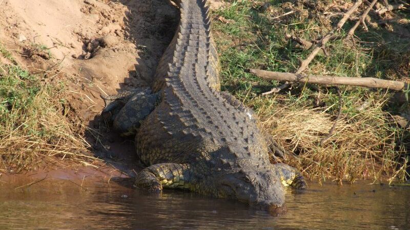 Seorang Warga Inderapura Pesisir Selatan Diterkam Buaya di Sungai Muaro Sakai