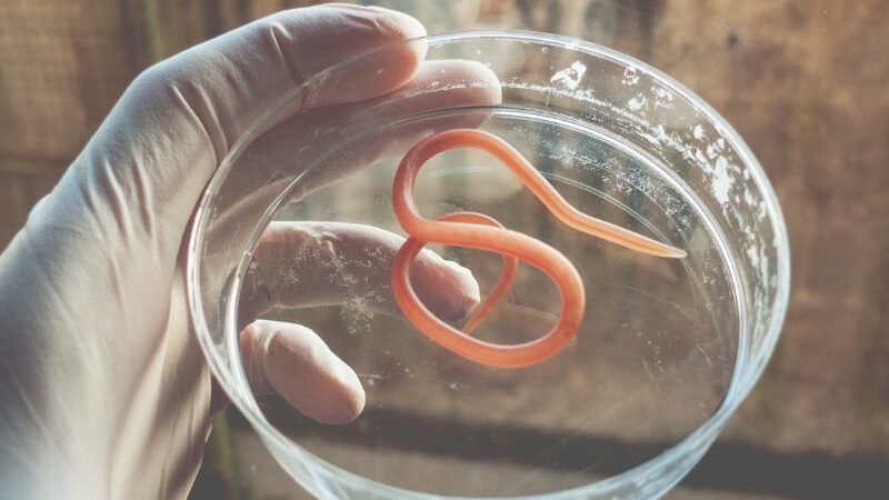 Ilmuwan Berhasil Hidupkan Nematoda Siberia yang Terkubur 47.000 Tahun