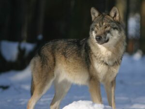 Serigala dinyatakan punah di Andalucía, Spanyol. Kehilangan ini menyoroti kurangnya tindakan konservasi dan tantangan yang dihadapi dalam melindungi spesies ini.