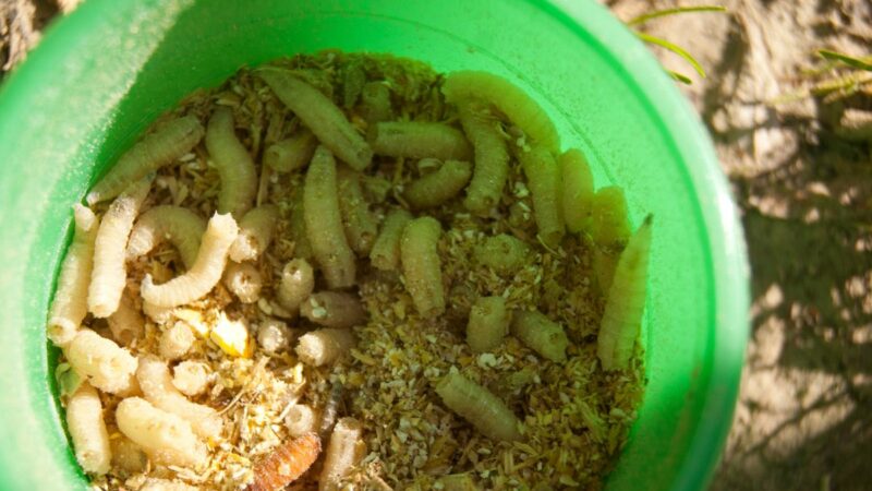 Inovasi Pengelolaan Sampah: Budidaya Maggot oleh BUMNag, Langkah Baru Menuju Lingkungan Bersih di Nagari Koto Baru