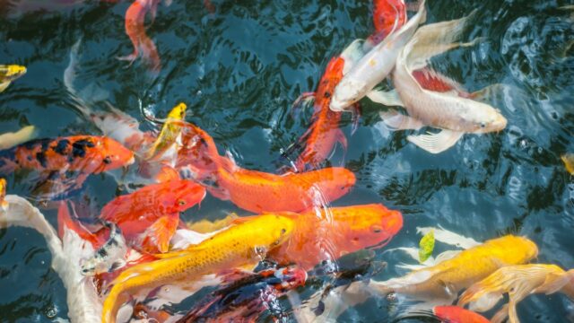 Ikan Koi Padang Panjang Mencuri Perhatian di Young Koi Show Sumatera Barat 2023