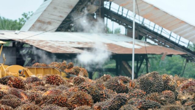 Optimasi Industri Kelapa Sawit Indonesia: Dampak dan Kebijakan Hilirisasi