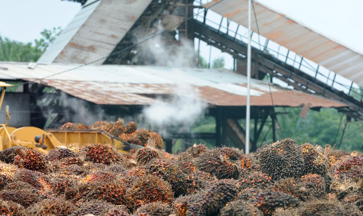 Optimasi Industri Kelapa Sawit Indonesia: Dampak Dan Kebijakan Hilirisasi