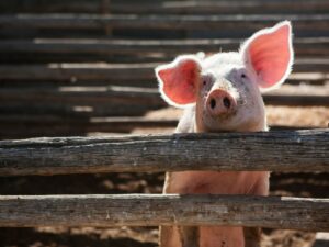 Terobosan Medis: Ginjal Babi Berfungsi dengan Baik di Dalam Tubuh Manusia