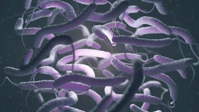 5 Orang Meninggal di Florida Akibat Bakteri Pemakan Daging vibrio vulnificus